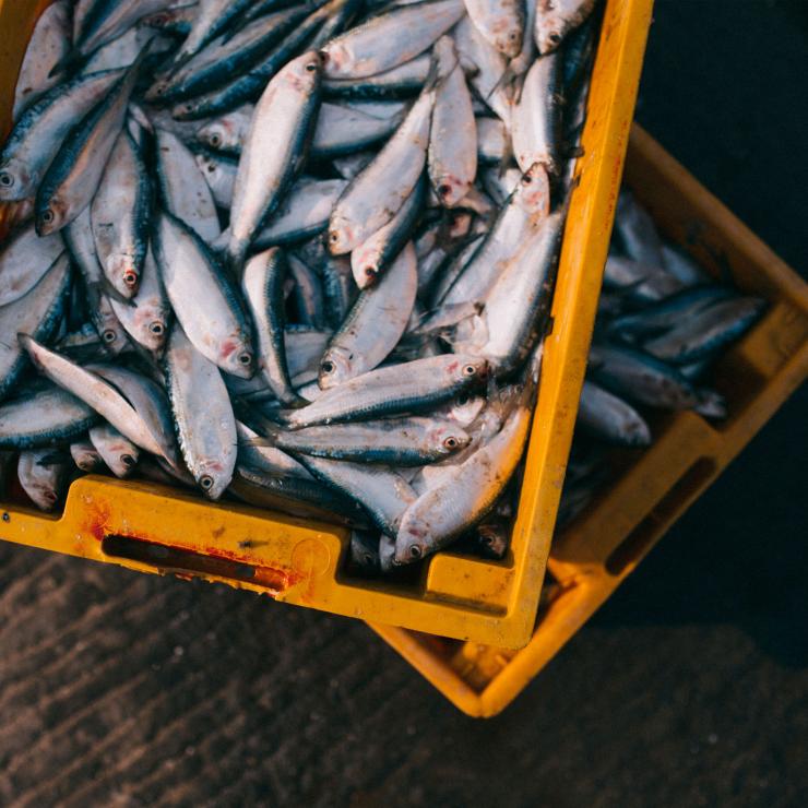 Sea Treasure pesce