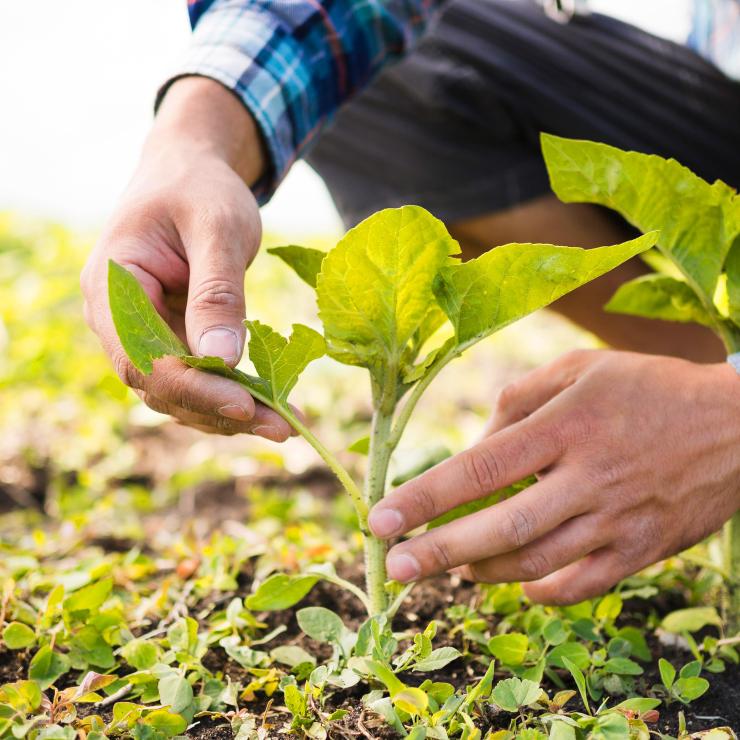 Sipcam, innovare in agricoltura