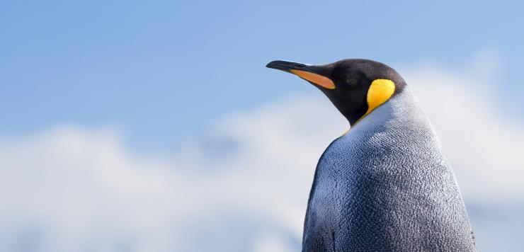 copiaincolla è l'agenzia che ti spiega la regola del pinguino