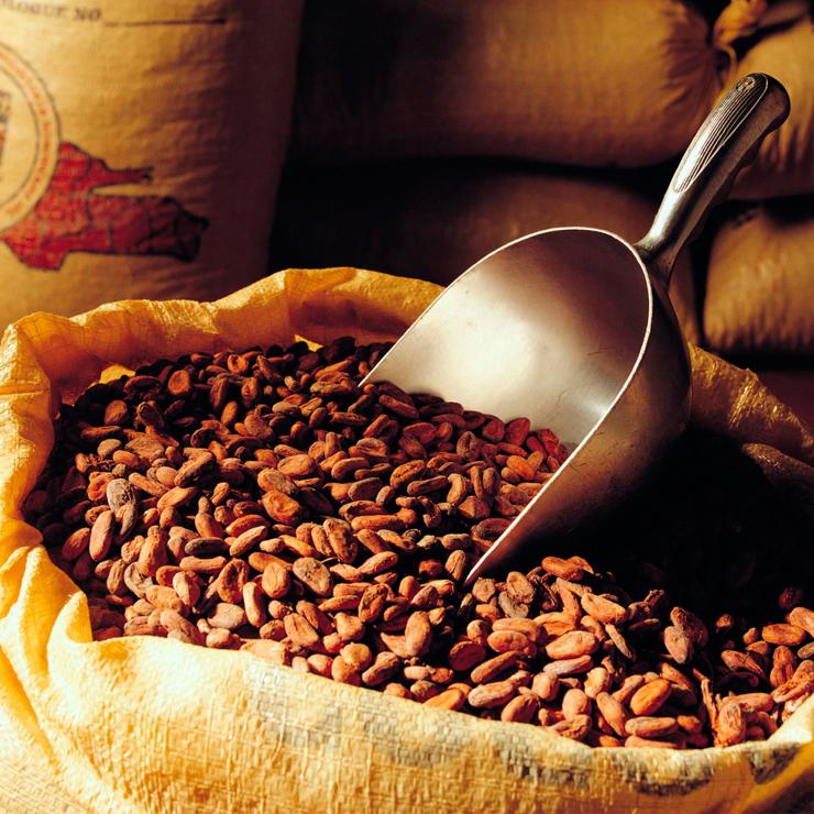 La materia prima di Icam cioccolato