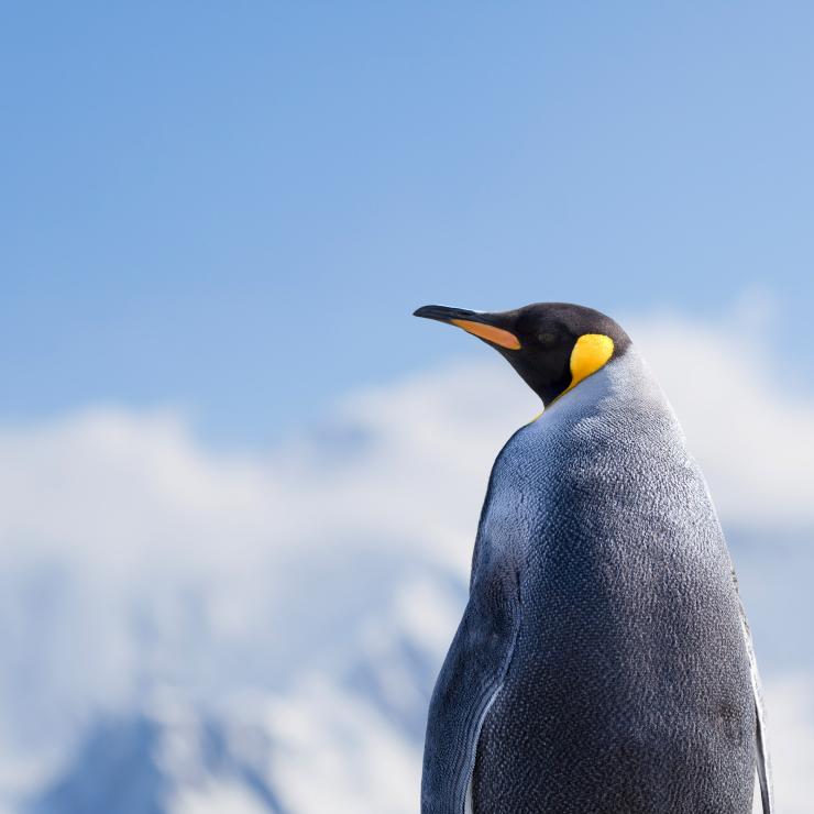 copiaincolla è l'agenzia che ti spiega la regola del pinguino